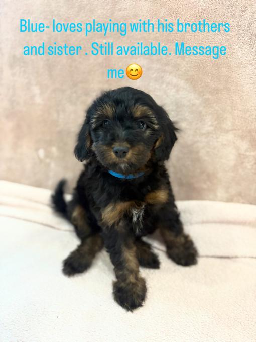 Papillion / Poodle Mix