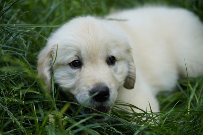 golden retriever