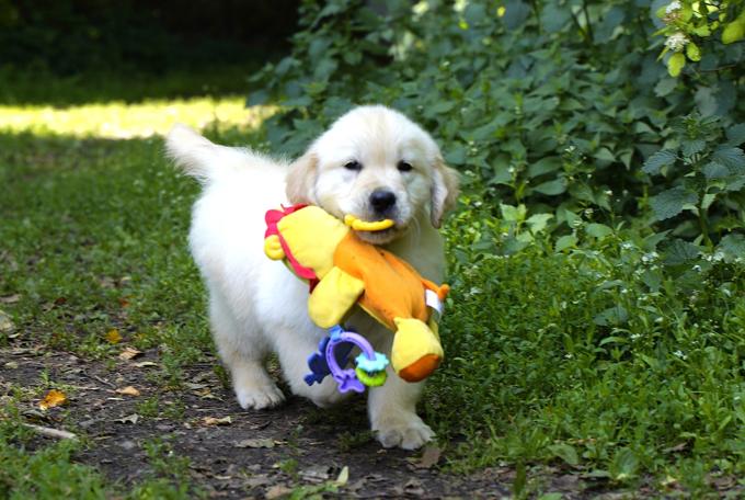 golden retriever
