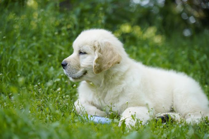 golden retriever
