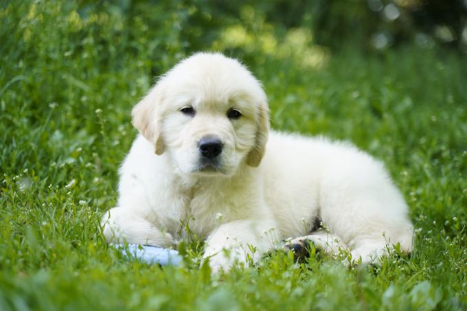 golden retriever