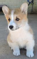 Pembroke Corgi
