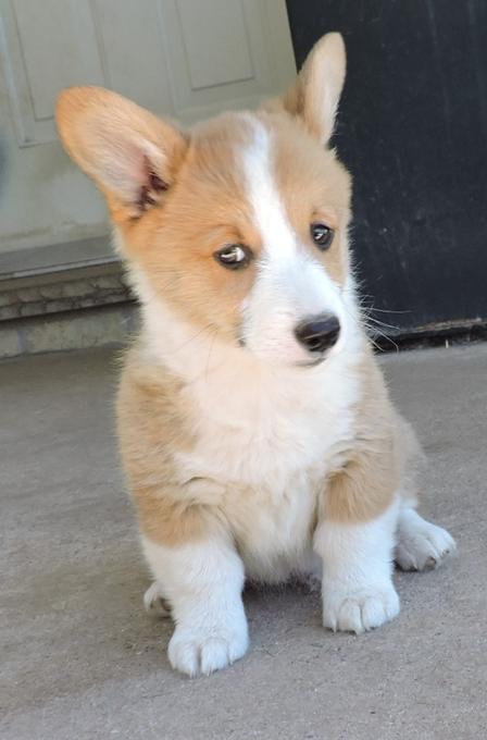 Pembroke Corgi