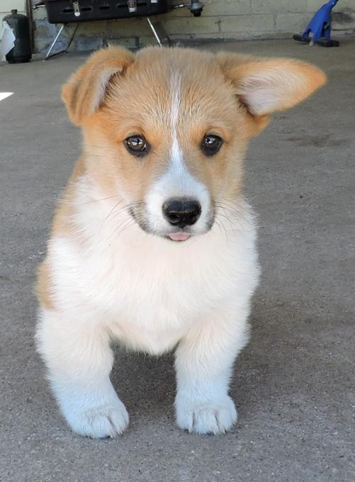 Pembroke Corgi