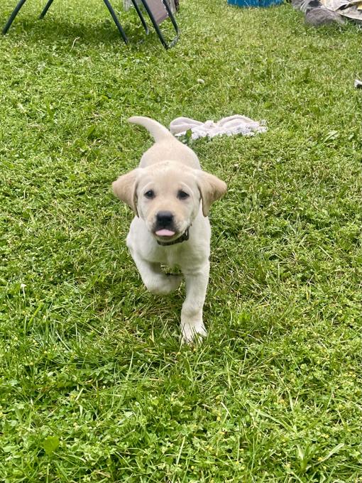 Lab