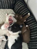 Micro American Bully