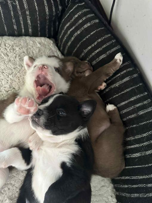 Micro American Bully
