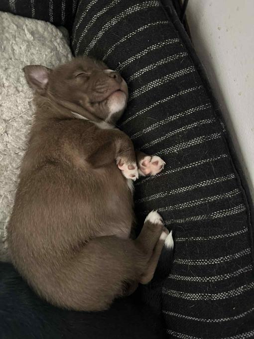 Micro American Bully