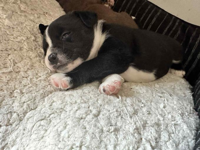 Micro American Bully