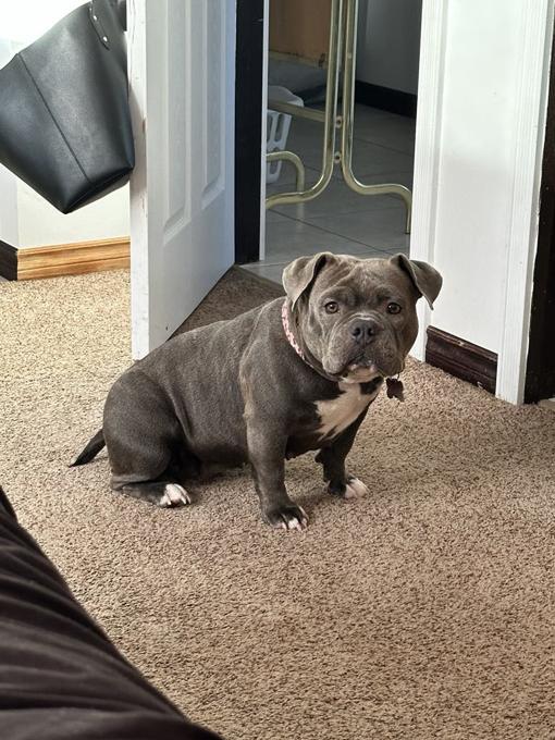 Micro American Bully