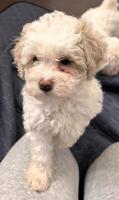 Poodle