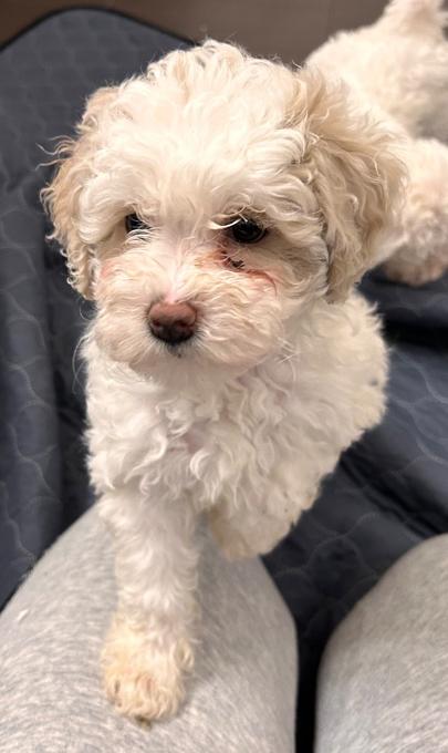 Poodle