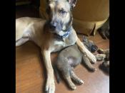 Irish wolfhound cross shepherd