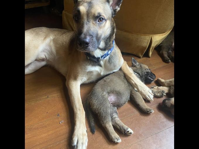 Irish wolfhound cross shepherd