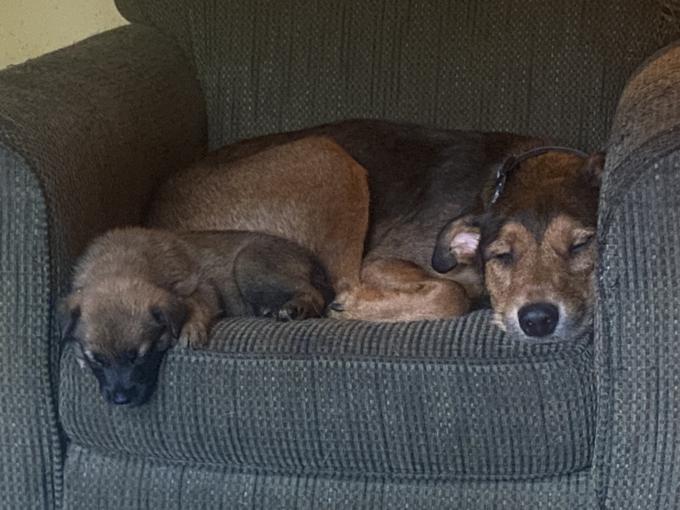 Irish wolfhound cross shepherd