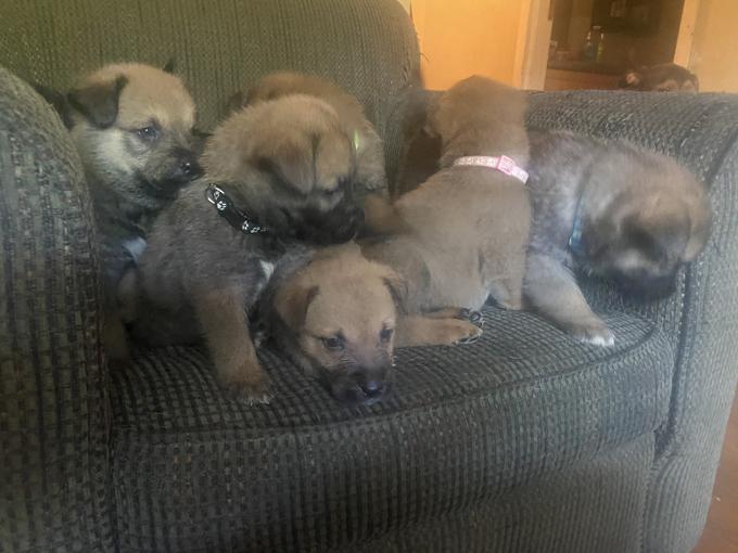 Irish wolfhound cross shepherd