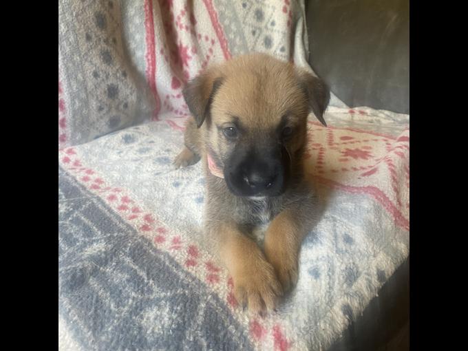Irish wolfhound cross shepherd