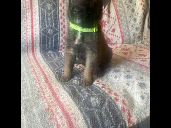 Irish wolfhound cross shepherd