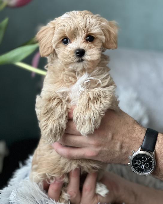 Maltipoo