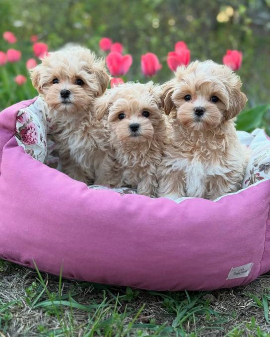 Maltipoo