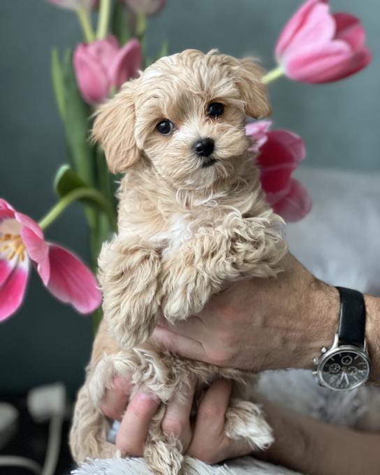 Maltipoo