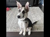 German Sheppard Husky