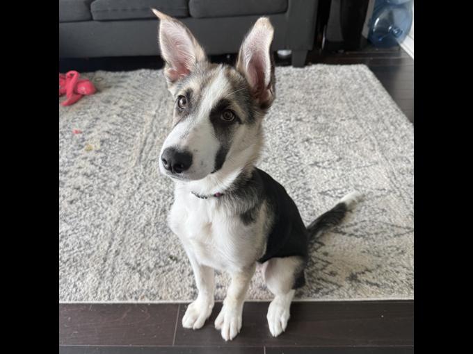 German Sheppard Husky