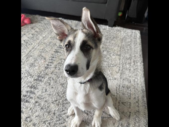 German Sheppard Husky