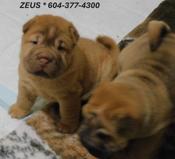 Chinese Shar - Pei Puppies