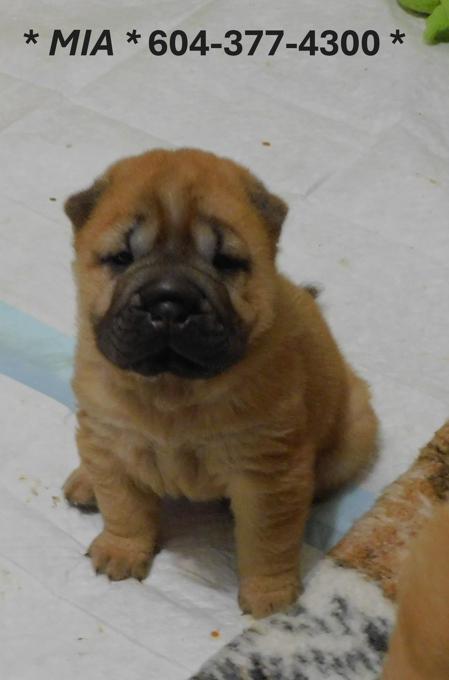 Chinese Shar - Pei Puppies