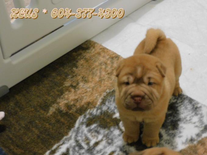 Chinese Shar - Pei Puppies
