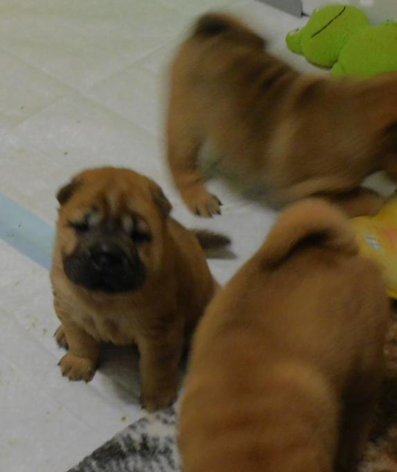 Chinese Shar - Pei Puppies