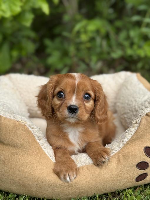 Cavapoo