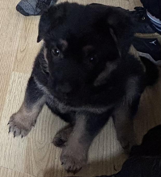 Berger Allemand