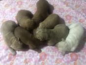 Labradoodles