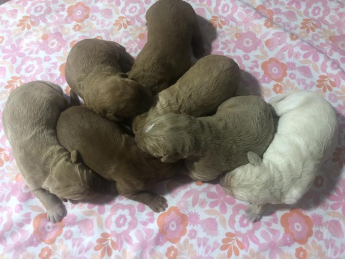 Labradoodles