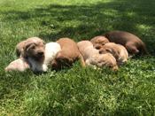 Labradoodles