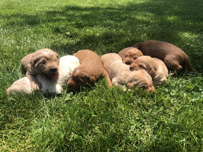 Labradoodles
