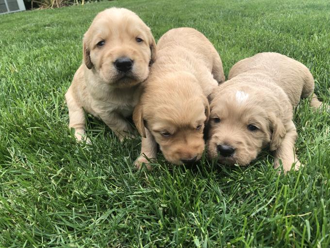 Labradoodles