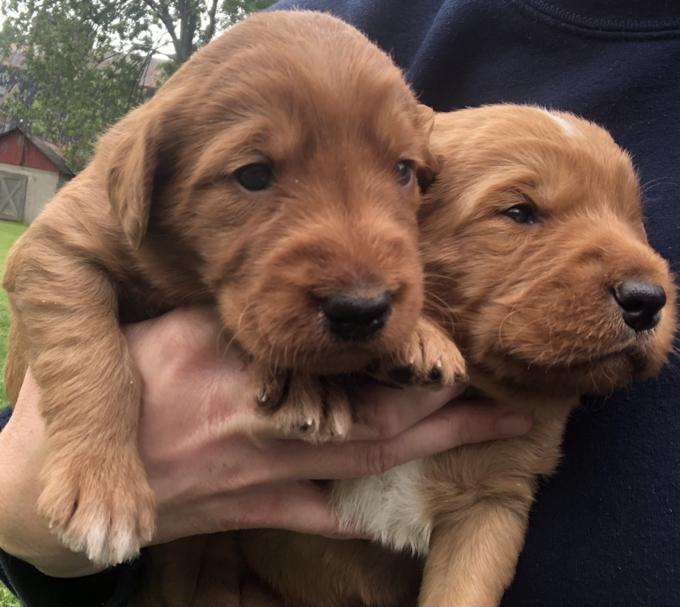 Labradoodles