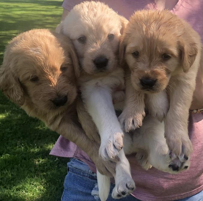 Labradoodles