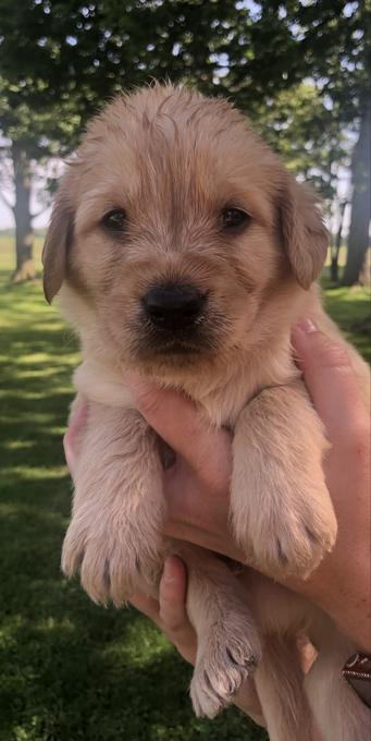 Labradoodles