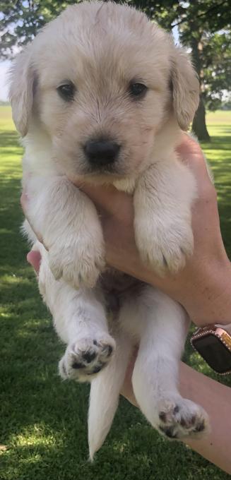 Labradoodles