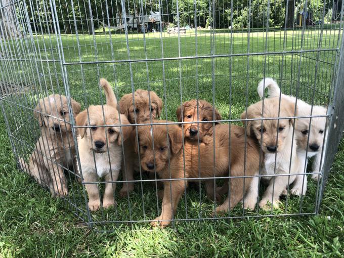 Labradoodles