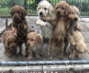 Labradoodles