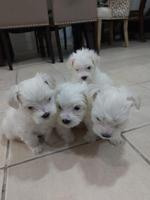 Maltese