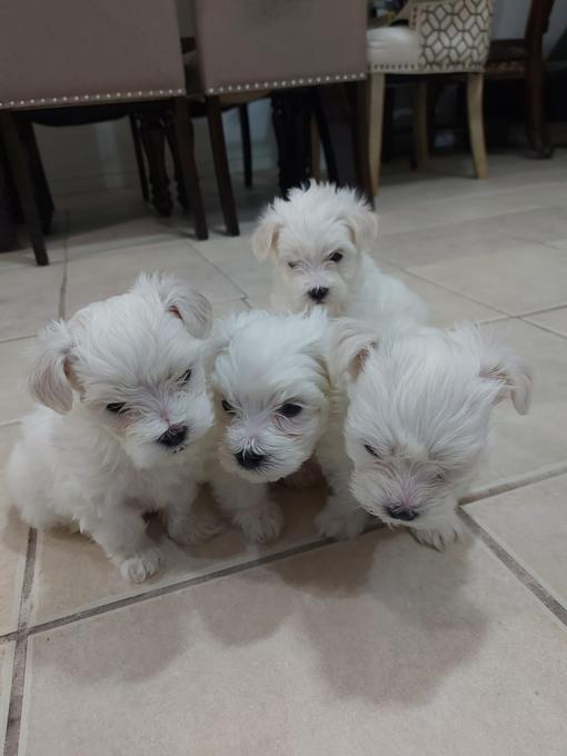 Maltese