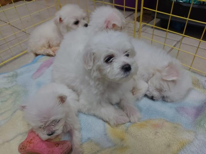 Maltese