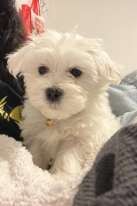 Maltese