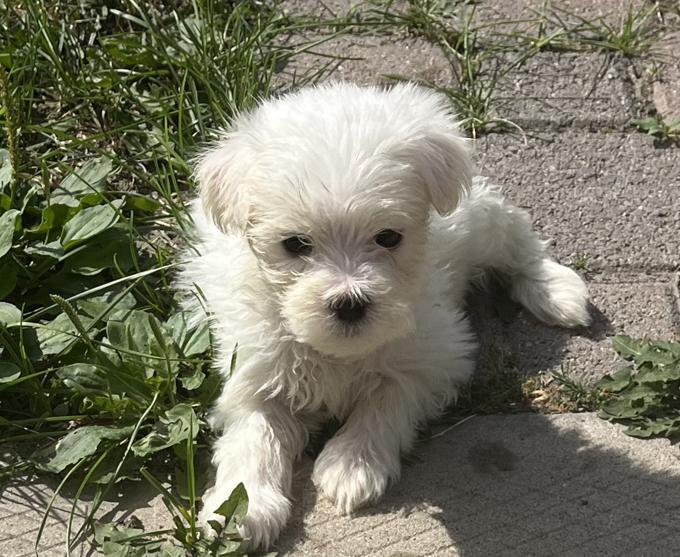 Maltese